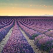 /album/sabores-a-elegir/lavender-jpg/
