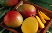 /album/sabores-a-elegir/mango-jpg1/